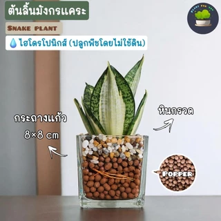 💤ต้นลิ้นมังกรแคระหลายสายพันธุ์ ปลูกเลี้ยงน้ำไฮโดรโปนิกส์ (ต้นไม้ฟอกอากาศ)