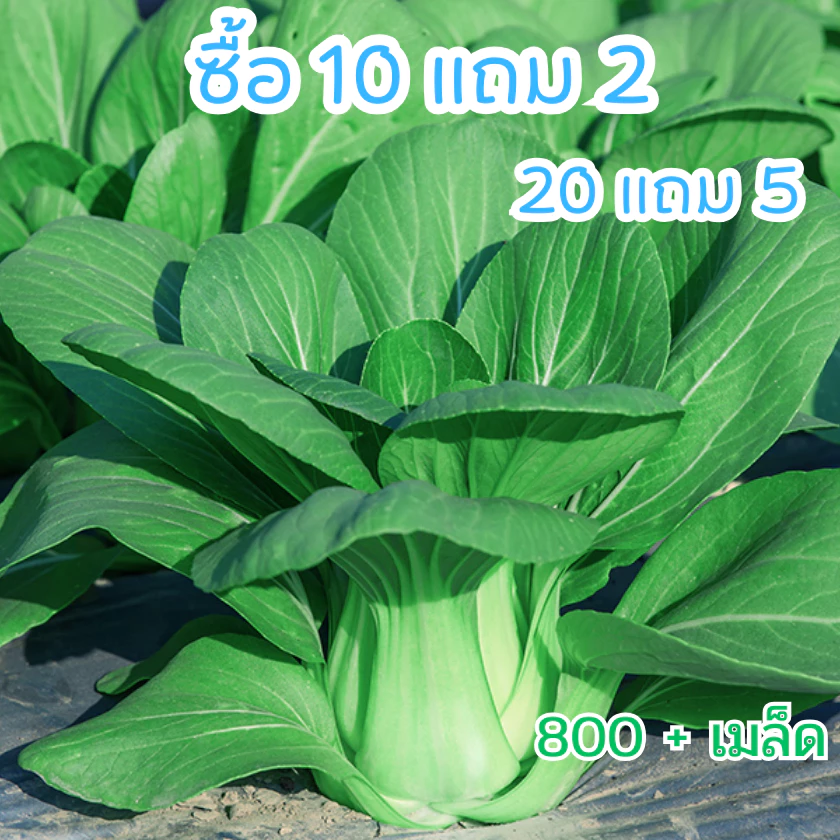 เมล็ดพันธุ์ กวางตุ้งฮ่องเต้ ผักกวางตุ้งพันธุ์ฮ่องเต้ 800+เมล็ด (10 แถม 2)