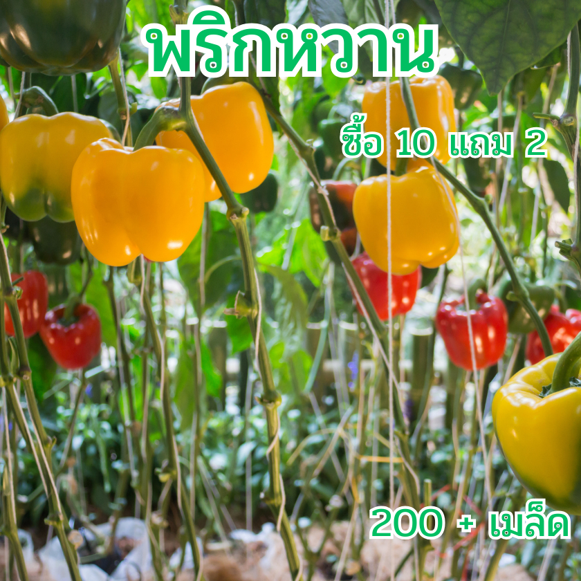 เมล็ดพันธุ์ พริกหวาน 200+เมล็ด (10แถม2)เมล็ดพันธุ์แท้ นำเข้าจากต่างประเทศ ปลูกผักสวนครัว ดี