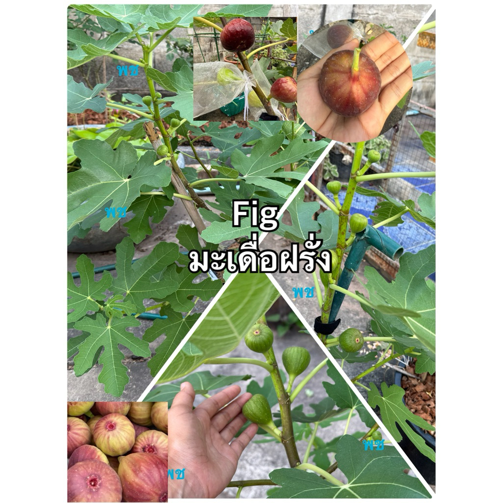 มะเดื่อฝรั่งฟิกส์ต้นส่งพร้อมกระถาง4-6นิ้ว