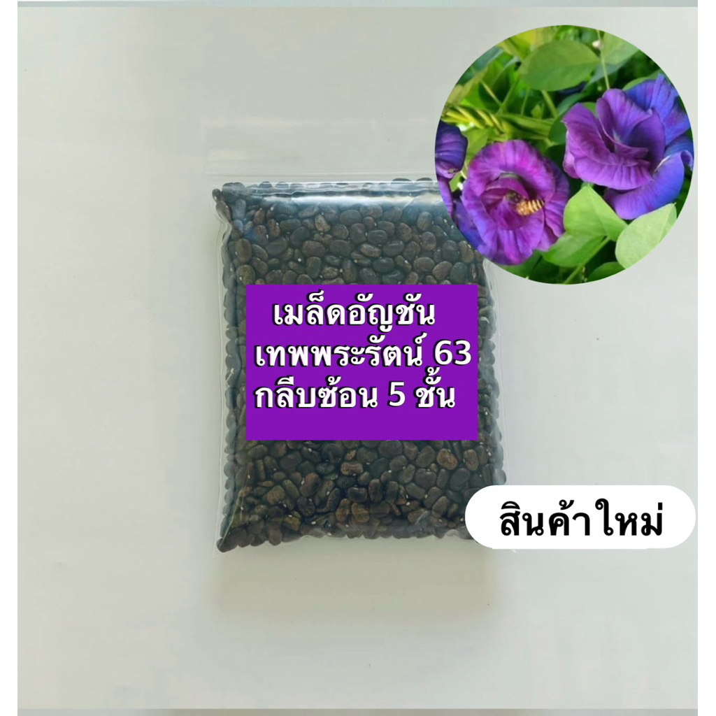 💥สินค้าขายดี💥เมล็ดพันธุ์อัญชันเทพพระรัตน์63 กลีบซ้อน (ขนาด 50-500 เมล็ด) Butterfly pea flowers,蝶豆種子 สินค้าใหม่
