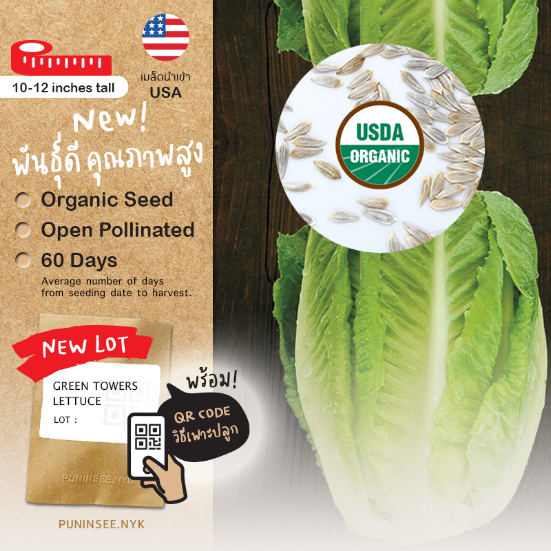 เมล็ดผักนำเข้า สลัดคอส โรเมน Romaine Lettuce (Organic Seed) Cos กรีนคอส ผักกาดคอส Salad ผักสลัด
