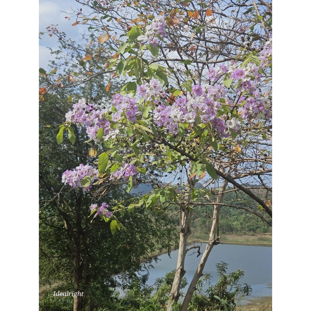 ต้นเสลา 2.5ม. ดอกสีม่วง ออกดอกแล้วค่ะ