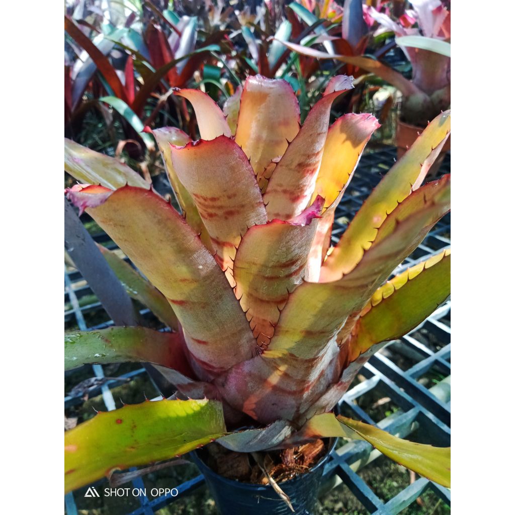 Aechmea Vaquero  สับปะรดสี ไม้ทนแดด ไม้ประดับ