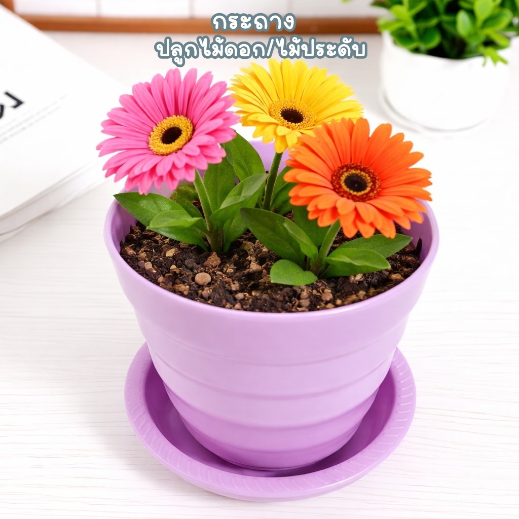 Am Ali Mall กระถาง กระถางปลูกดอกไม้ประดับ พลาสติกสีม่วง