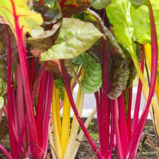 เมล็ดพันธุ์ Swiss Chard Rainbow Mix | สวิสชาร์ด เรนโบว์มิกซ์ | ผักสลัดสีรุ้ง ปลูกง่าย โตเร็ว สำหรับปลูกในกระถาง/แปลงผัก
