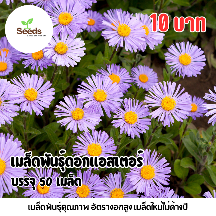 เมล็ดพันธุ์ดอกแอสเตอร์ บรรจุ 50 เมล็ด
