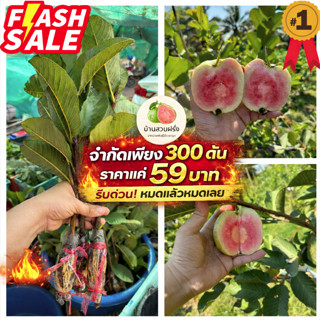 🔥ลด20บาท300ต้นสุดท้าย🔥🍏ต้นฝรั่งหงเปาสือ(ไส้แดงหวานกรอบ)🔥สั่ง…