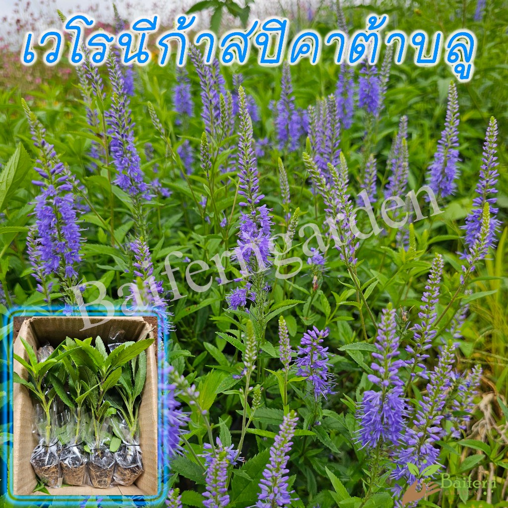ต้นกล้าดอกเวโรนีก้าสปิคาต้าบลู (veronica spicata) สีม่วงน้ำเงินสวยงามมากๆ ต้นแข็งแรง