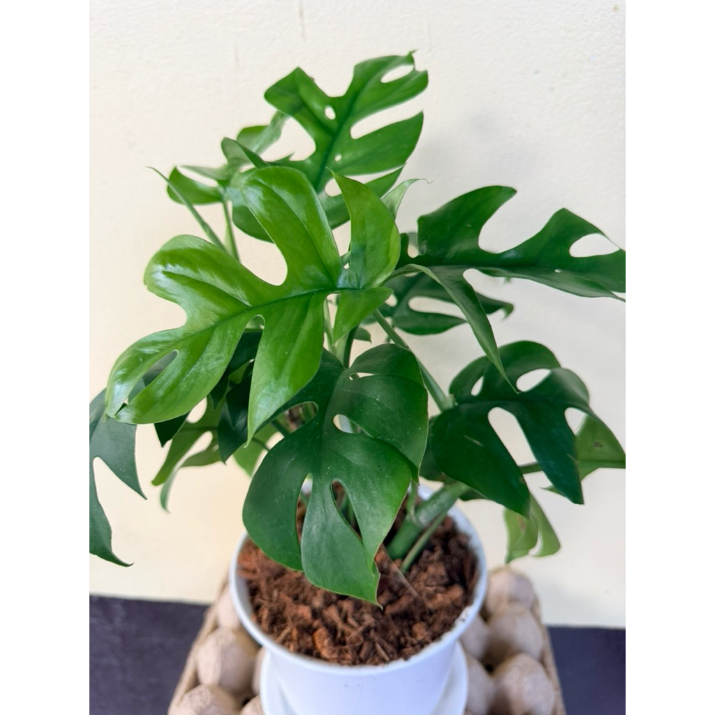 ต้นมอนสเตอร่า จินนี่ พันแคระ ไม้ฟอกอากาศ กระถางขาว 6 นิ้วพร้อมจานรอง Rhaphidophora tetrasperma or Mini Monstera