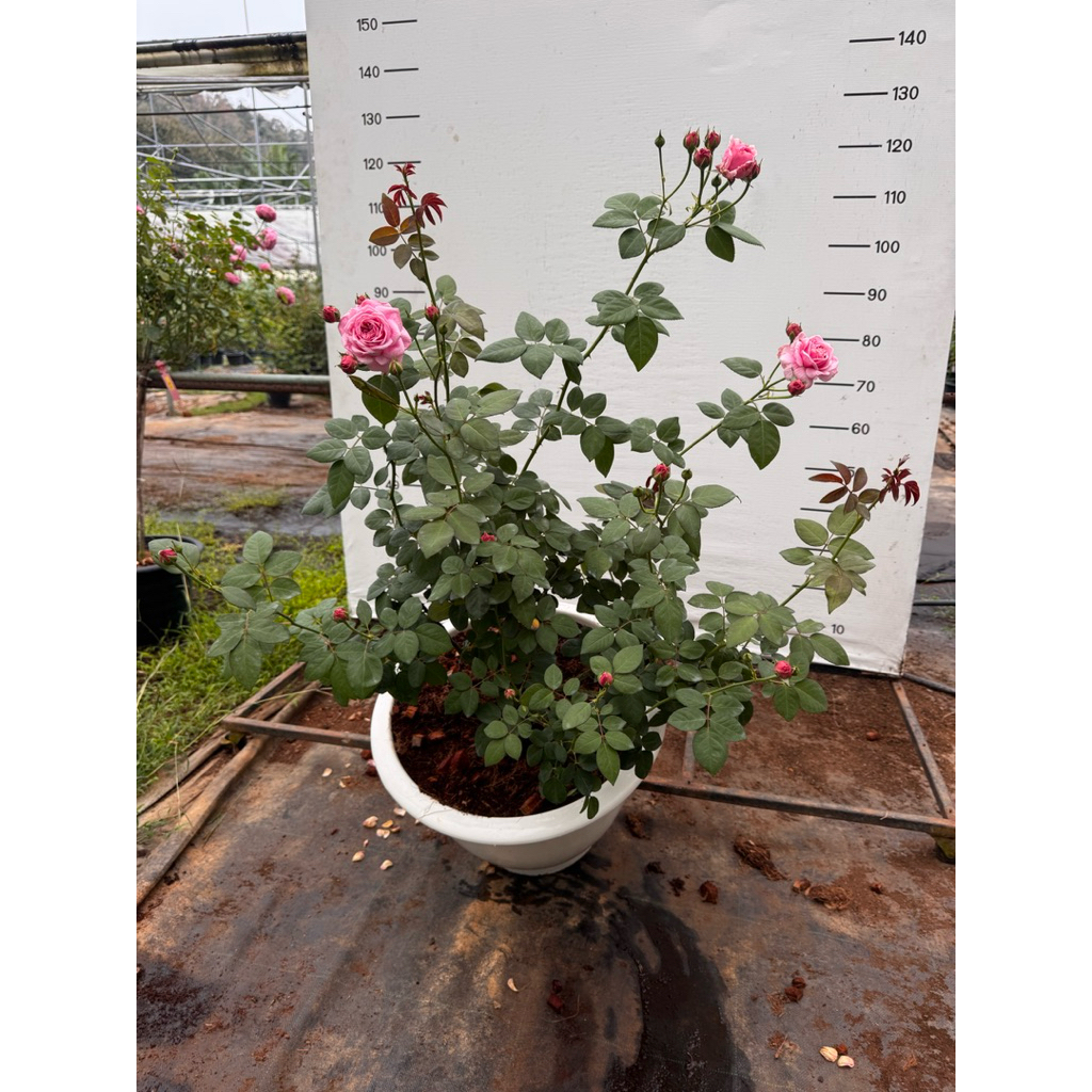 Bishop’s Castle งานล้างราก กระถาง20นิ้ว อายุ 4 ปี