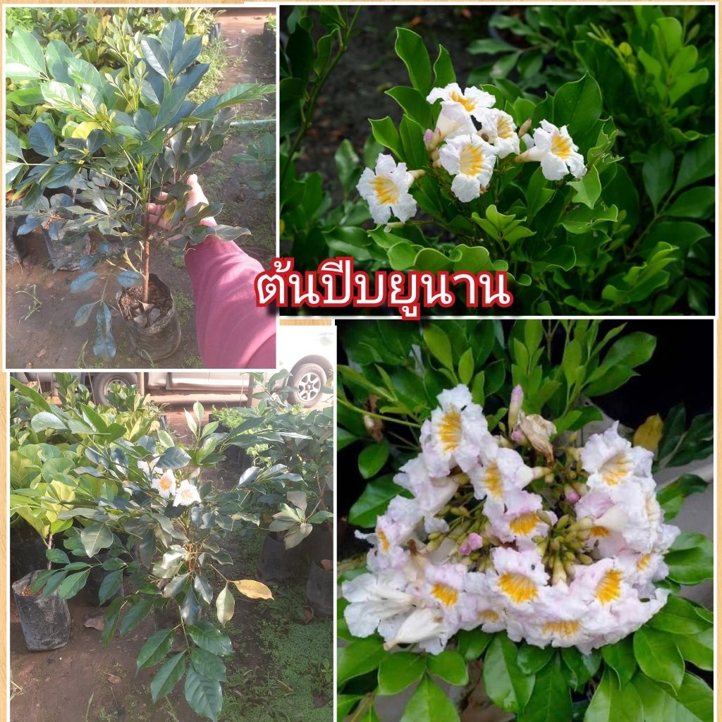 ต้นปีบยูนาน ต้นสูง30-50ซม.