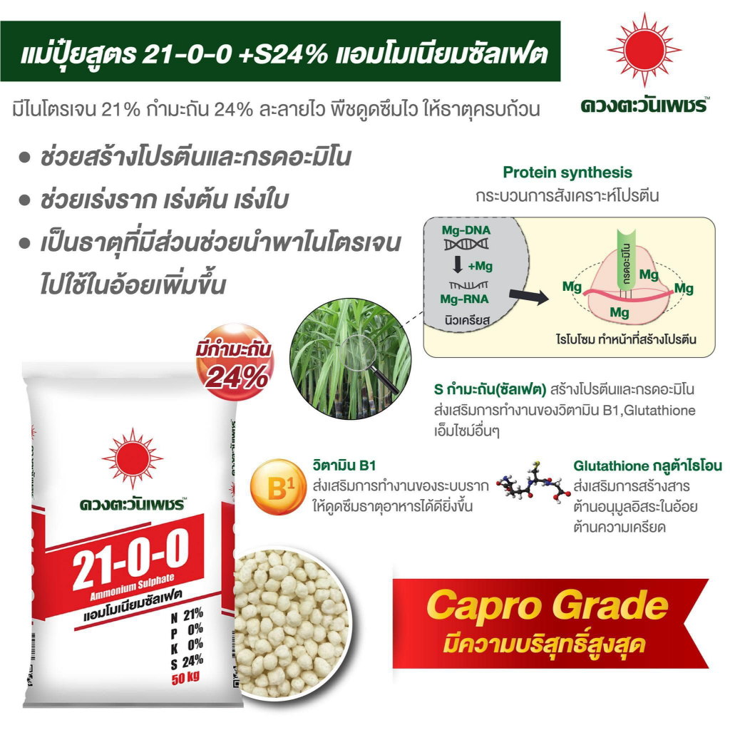 แอมโมเนียมซัลเฟต 21-0-0+24%S ดวงตะวันเพชร เร่งเขียว เร่งใบ ต้นโตไว กระสอบ 50kg