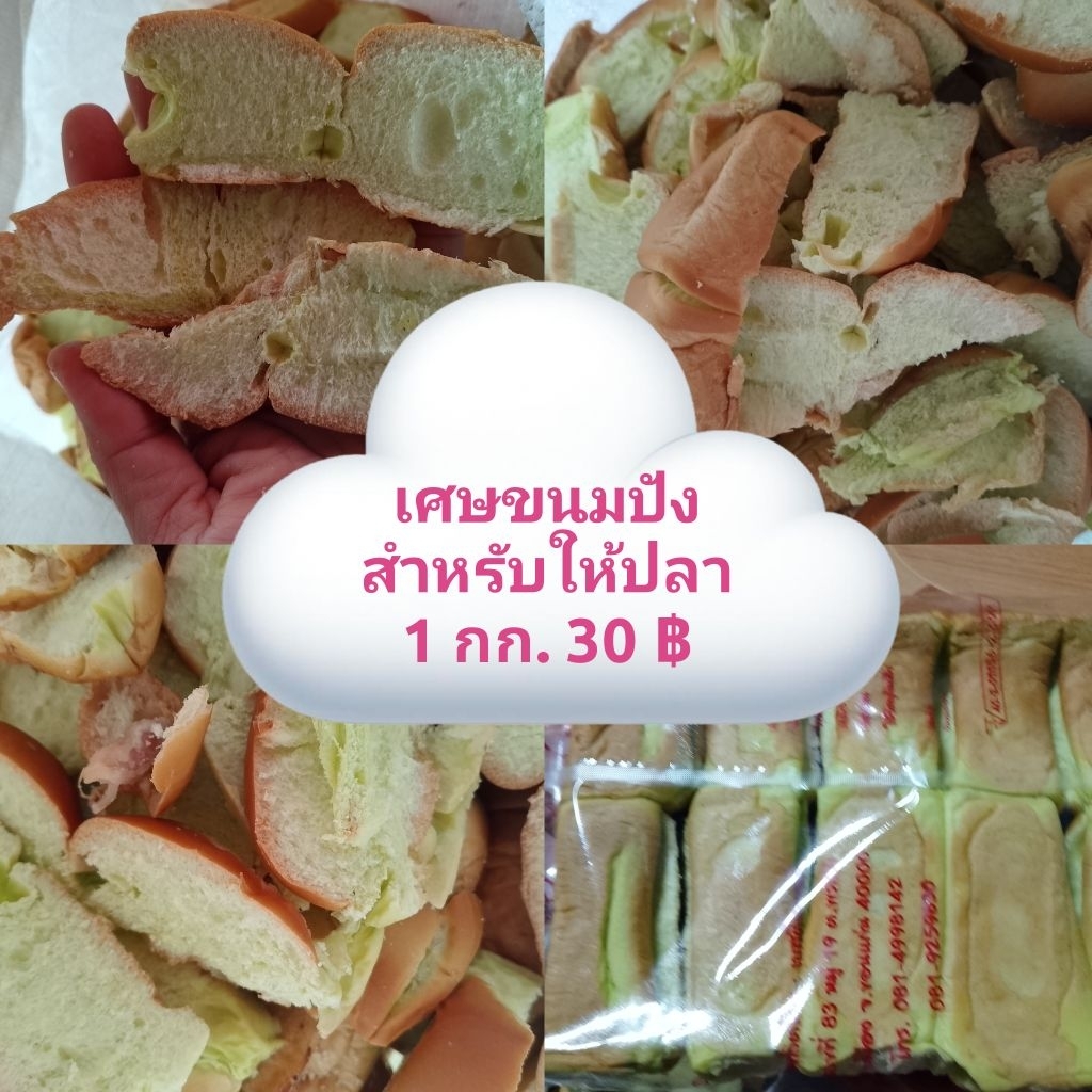 เศษขนมปังให้ปลา นุ่ม สดๆใหม่ๆ ทุกวัน
