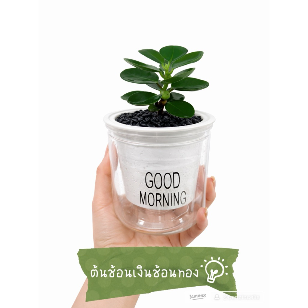 ต้นช้อนเงินช้อนทอง + หินดำบาหลี+ กระถางรดน้ำอัตโนมัติ+ปุ๋ย