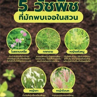 **ยกลัง6แกลอน**โลทอส (ตราไผ่หยก)ขนาด4ลิตรปราบวัชพืชทั้งใบแคบและใบกว้าง สูตรเข้มข้น สามารถใช้ฉีดไล่ร่องในแปลงอ้อย