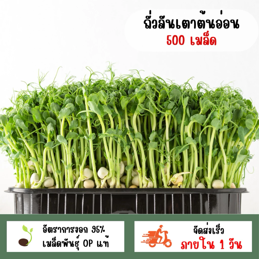 เมล็ดพันธุ์ถั่วลันเตาต้นอ่อน (โต้วเหมี่ยว) 500 เมล็ด