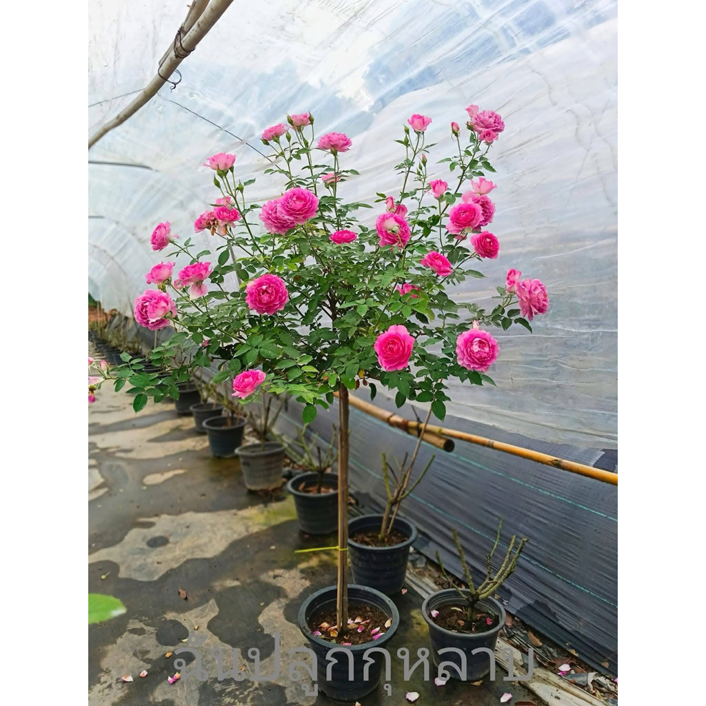 Tree rose:Sheherazad ห๊อมหอมๆ ดอกกลีบเกล็ดหิมะ🥰