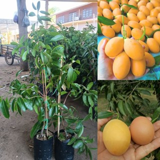 ต้นมะยงชิดพันธุ์ทูลเกล้าฯ (ทาบกิ่ง) ต้นสูง 70-90 เซนติเมตร ต…