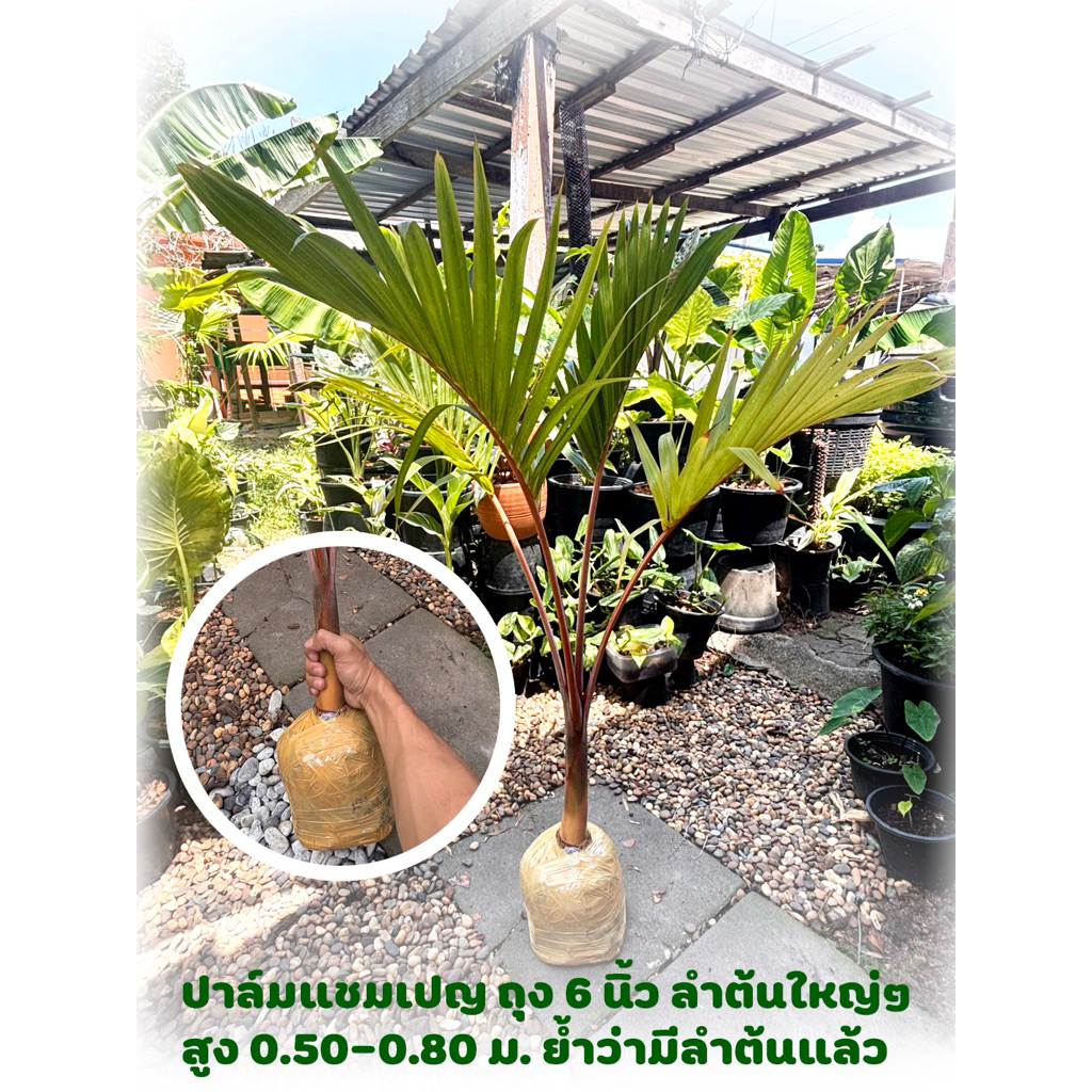 ปาล์มแชมเปญ แชมเปญ (Hyophorbe lagenicaulis (L.H.Bailey) H.E.Moore )