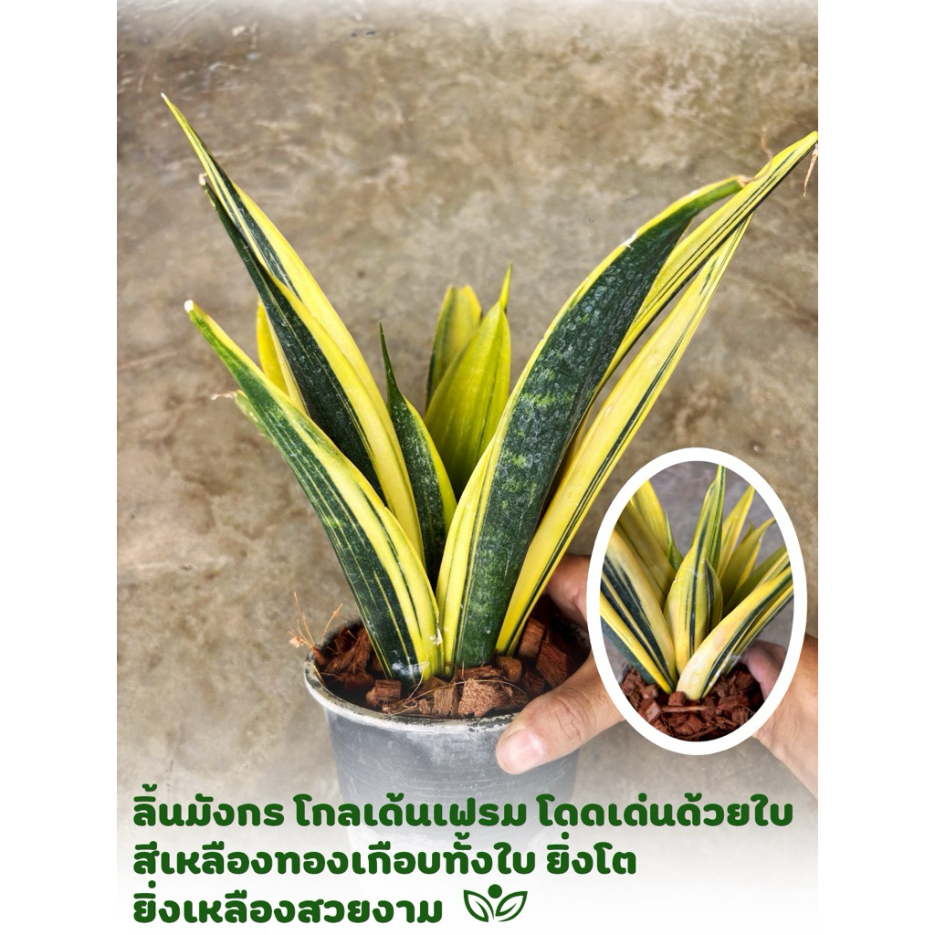 ต้นลิ้นมังกร โกลเด้นเฟรม ลิ้นมั้งกรฟอร์มสวยเต็มฟอร์ม สีสดสวย