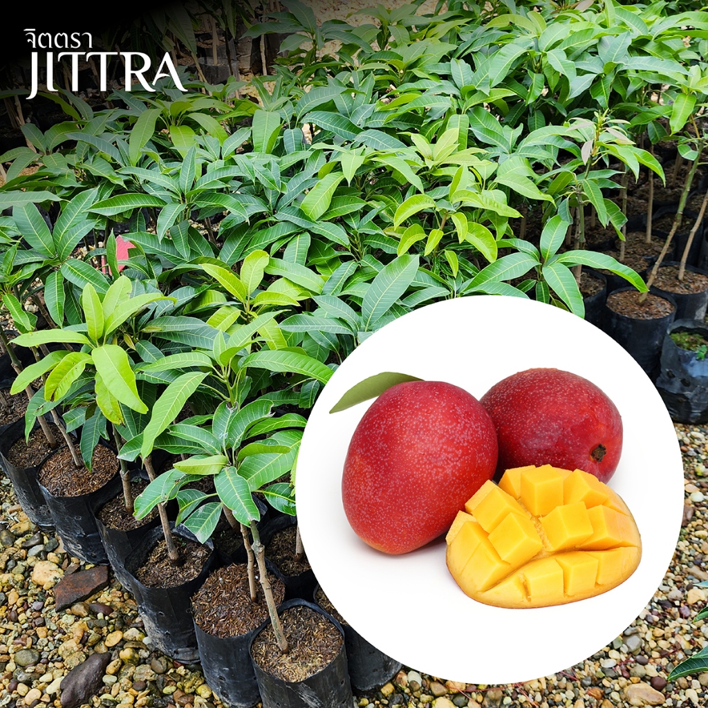 จิตตรา ต้นพันธุ์มะม่วงไข่พระอาทิตย์  เออร์วิน ไทโยโนทามาโกะ เสียบยอดสูง 60-80 ซม. โตไว ให้ผลเร็ว