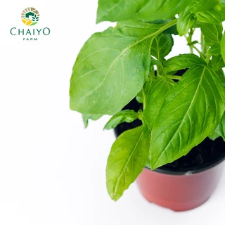 ต้น อิตาเลี่ยน เบซิล ออร์แกนิค Organic Italian Basil