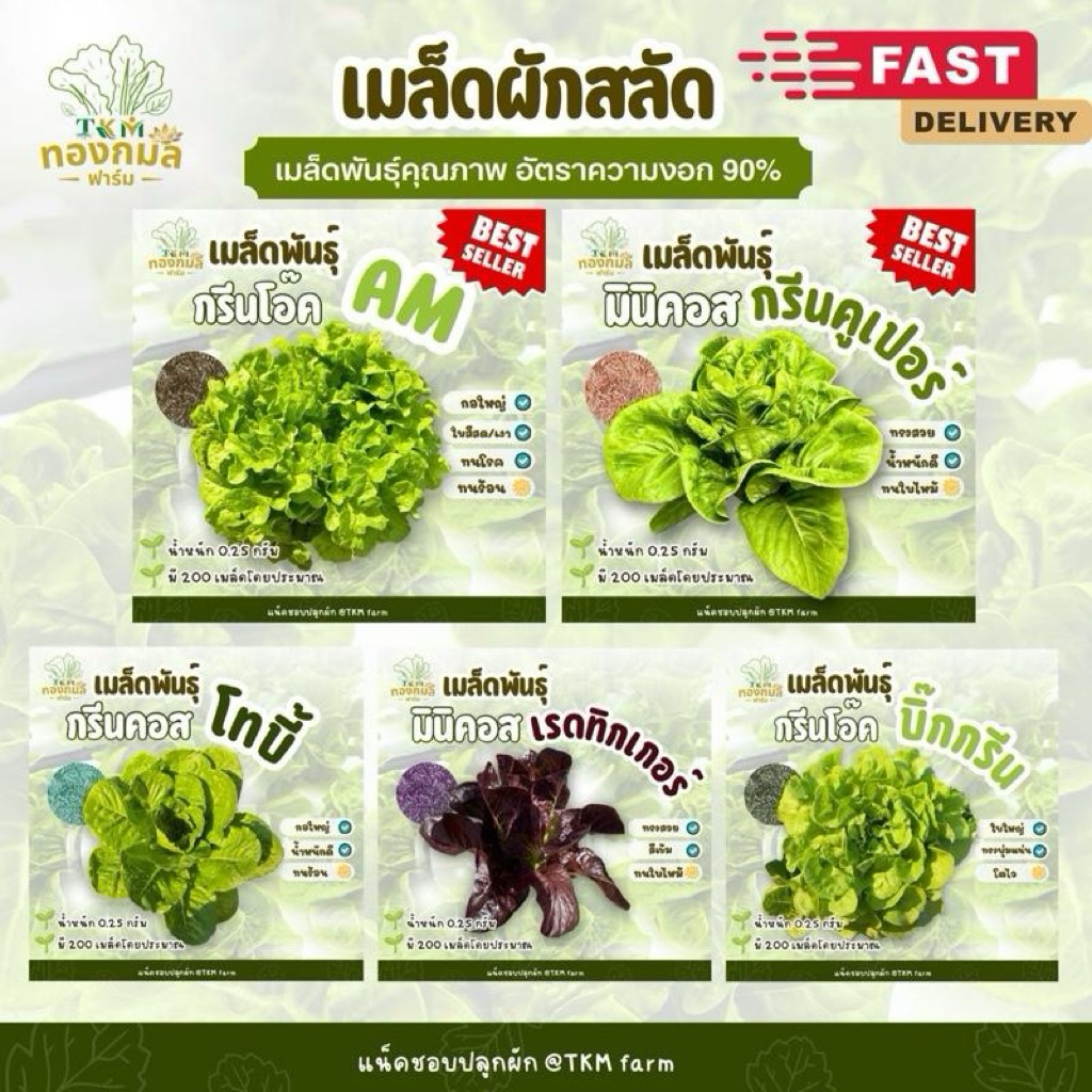 ซื้อ 4 ซอง ฟรี 1 ซอง เมล็ดพันธุ์ผักสลัดน้ำหนัก 0.25g ประมาณ200เมล็ด/ซอง เมล็ดคุณภาพดีอัตรางอกสูง ทนต่อสภาพอากาศร้อนได้ดี