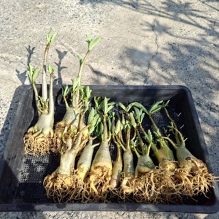 ต้นชวนชม ดอกสีชมพูชั้นเดียว จัดชุด ขายโละถูกๆ