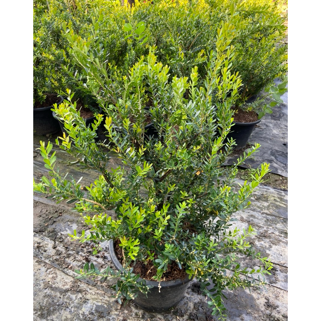 ต้นบ๊อกวูด (Boxwood) ไม้ประดับ นิยมทำเป็นบอนไซ “กระถาง 12 นิ้ว“