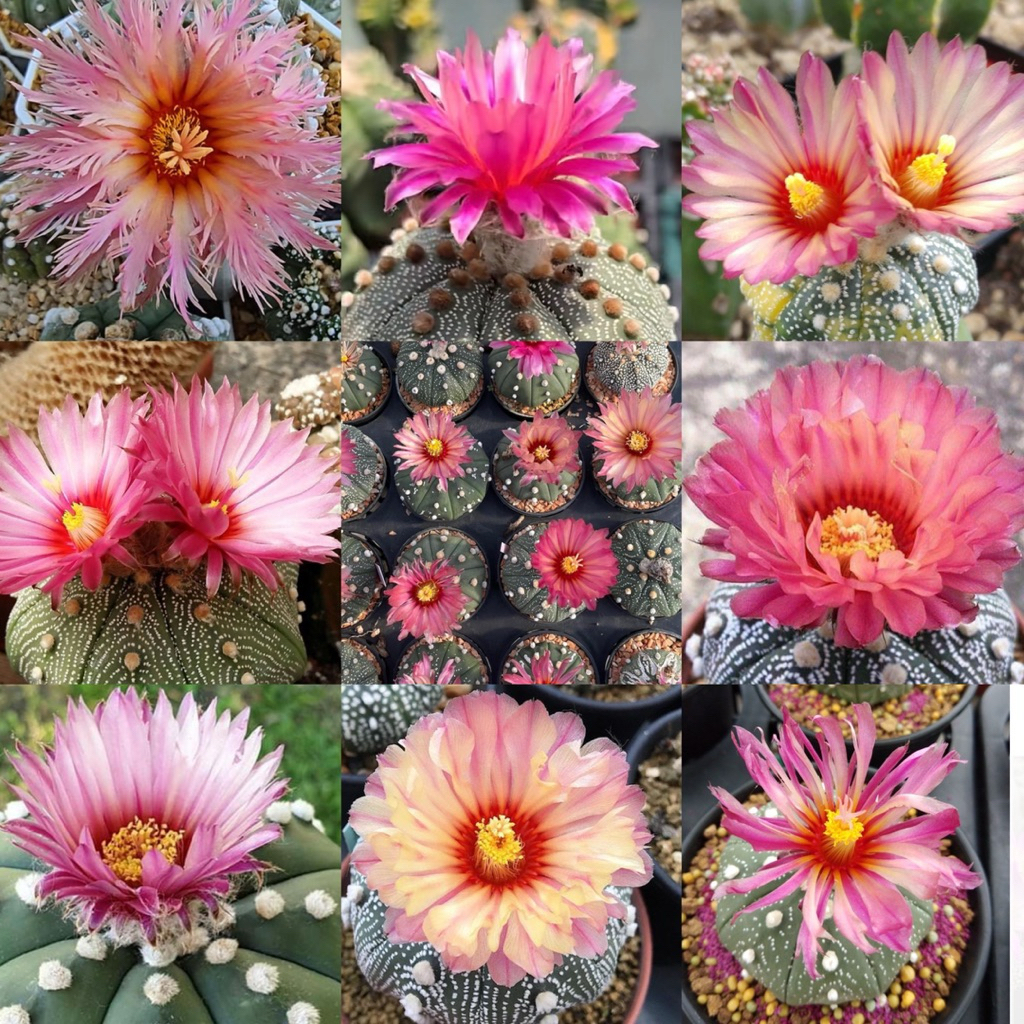 แอสโตรไฟตัม ดอกชมพู กระถาง3“นิ้ว Astrophytum cactus