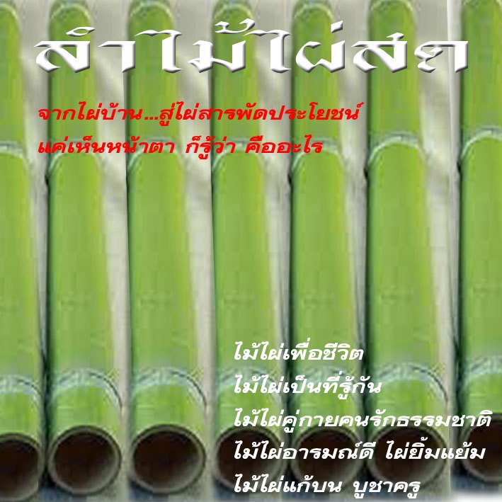 ลำไม้ไผ่สด  ไม้ไผ่สร้างอารมณ์ดีงานแฮนด์เมด