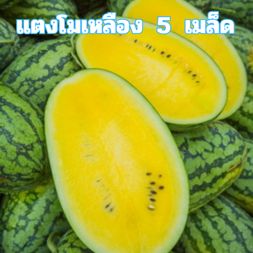 เมล็ดพันธุ์แตงโมเหลือง 5 เมล็ด
