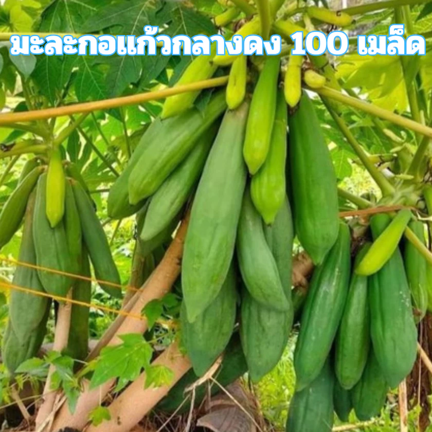 เมล็ดพันธุ์มะละกอแก้วกลางดง 100 เมล็ด