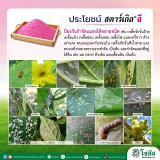 สตาร์เกิลจี (Starkle G) สตาเกิลจี สตาร์เกิล จี สตาเกิล จี สารกำจัดแมลงชนิดดูดซึมเข้าทางระบบราก 1กิโลกรัม