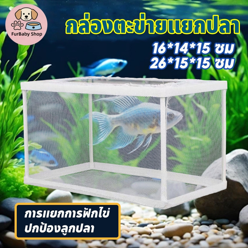 【FurBaby】พร้อมส่ง COD กล่องแยกปลา กล่องพักปลา กล่องแยกเลี้ยงปลา ตาข่ายแยกปลา ฟักไข่ แยกปลาป่วย แยกลูกกุ้ง ปลากัด ลูกปลา