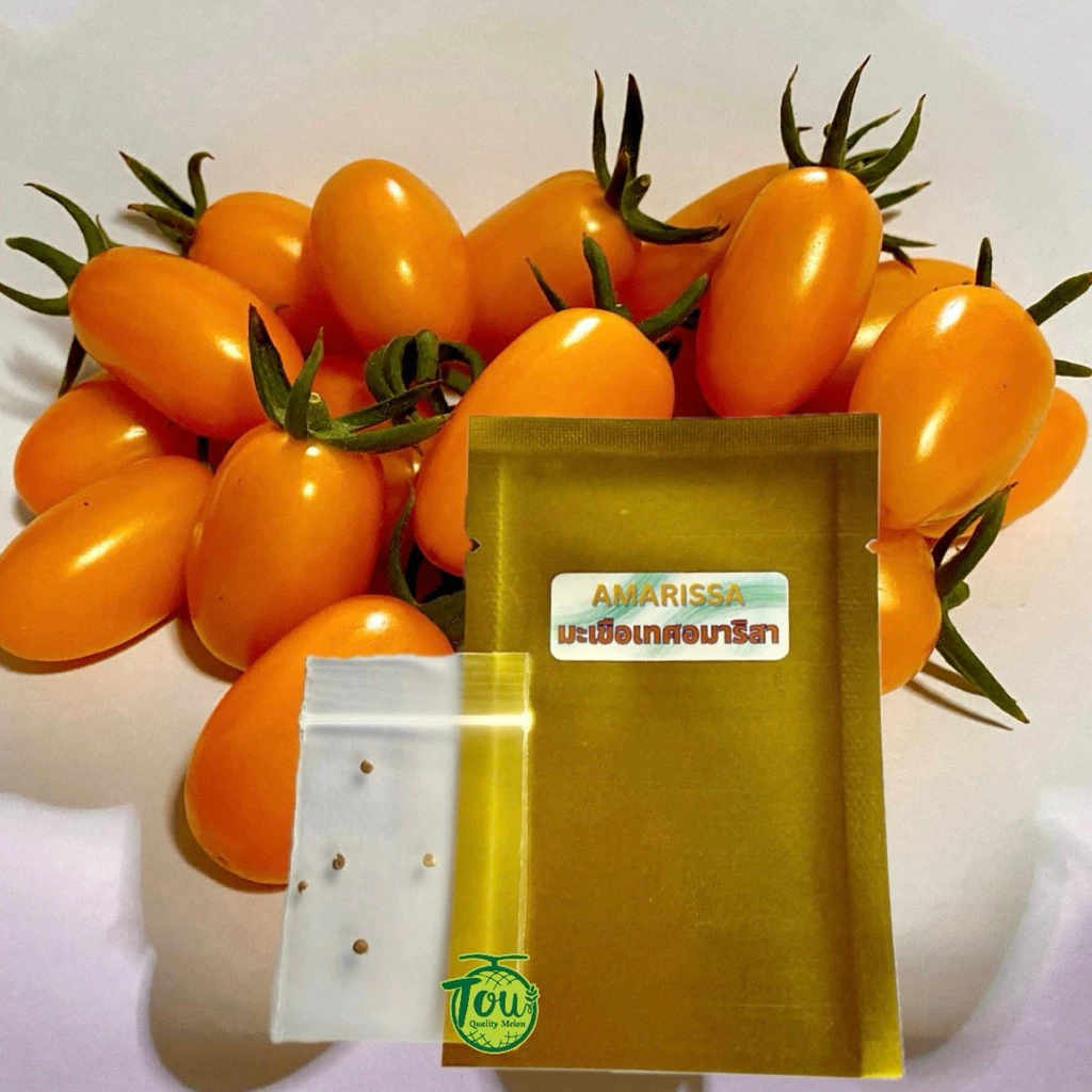 เมล็ดพันธุ์มะเขือเทศอมาริสา มะเขือเทศสีส้ม AMARISSA F1 นำเข้าของแท้