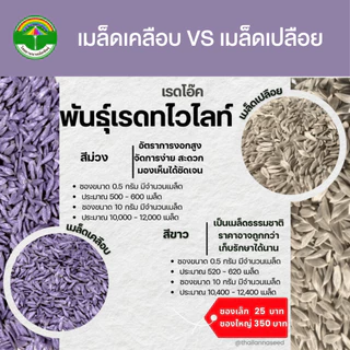 เมล็ดพันธุ์ผักสลัด เรดโอ๊ค พันธุ์เรดทไวไลท์ ( ขนาด 0.5 กรัม ) ( เมล็ดเคลือบ ) รหัสสินค้า SSC 1010
