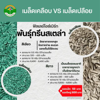 เมล็ดพันธุ์ผักสลัด ฟิลเลย์ไอซ์เบิร์ก พันธุ์กรีนสเตล่า ( ขนาด 0.5 กรัม ) ( เมล็ดเปลือย ) รหัสสินค้า 3002