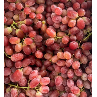 องุ่นคิมสันไร้เม็ด (Crimson Seedless)) สายพันธุ์ที่หวานที่สุ…
