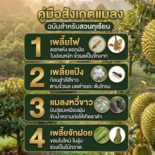 ยาฆ่าเพลี้ยไก่แจ้ ป้องกันใบหงิก ใบงอ แมลงดูดน้ำเลี้ยง บิวทาเร็กซ์แม็กซ์น้ำ รวม 2 สูตรในขวด เชื้อบิวเวอร์เรีย เมธาไรเซียม