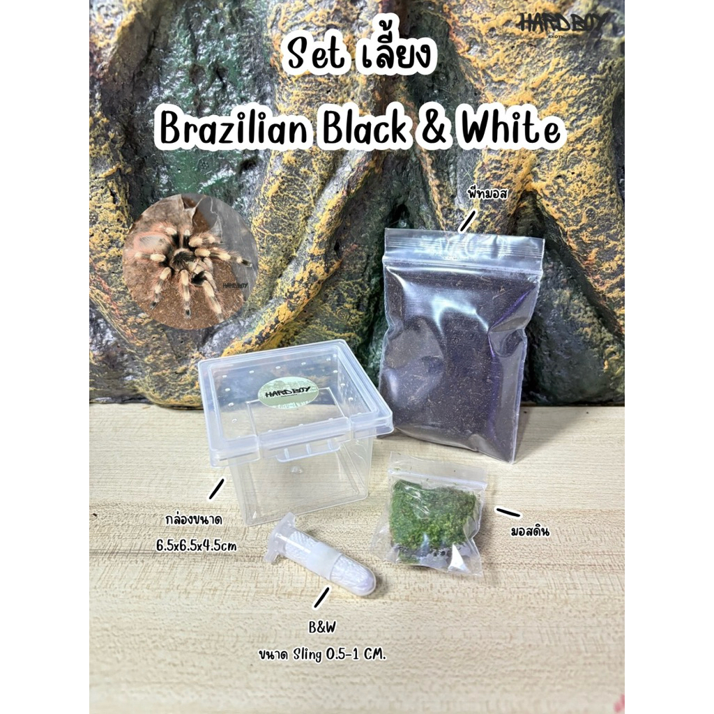 Set เลี้ยง Brazilian Black & White Tarantula (ไซส์ Sling 0.5-1 cm)