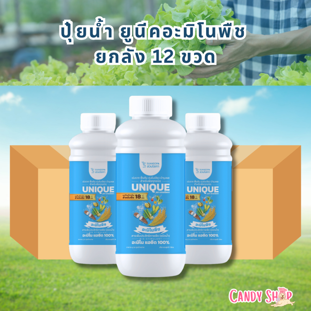 ยูนีคอะมิโพืช คีเลตยกลัง 12 ขวด สูตรช่วย เร่งการเจริญเติบโต เร่งต้น เร่งใบ ฟื้นฟูต้น พืชเขียวเร็วเขียวนาน