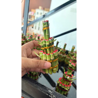 เฉพาะ ไผ่กวนอิม ไม่เอากระถาง เหมาะสำหรับ คนที่เอาไปใส่กับกระถางเดิม