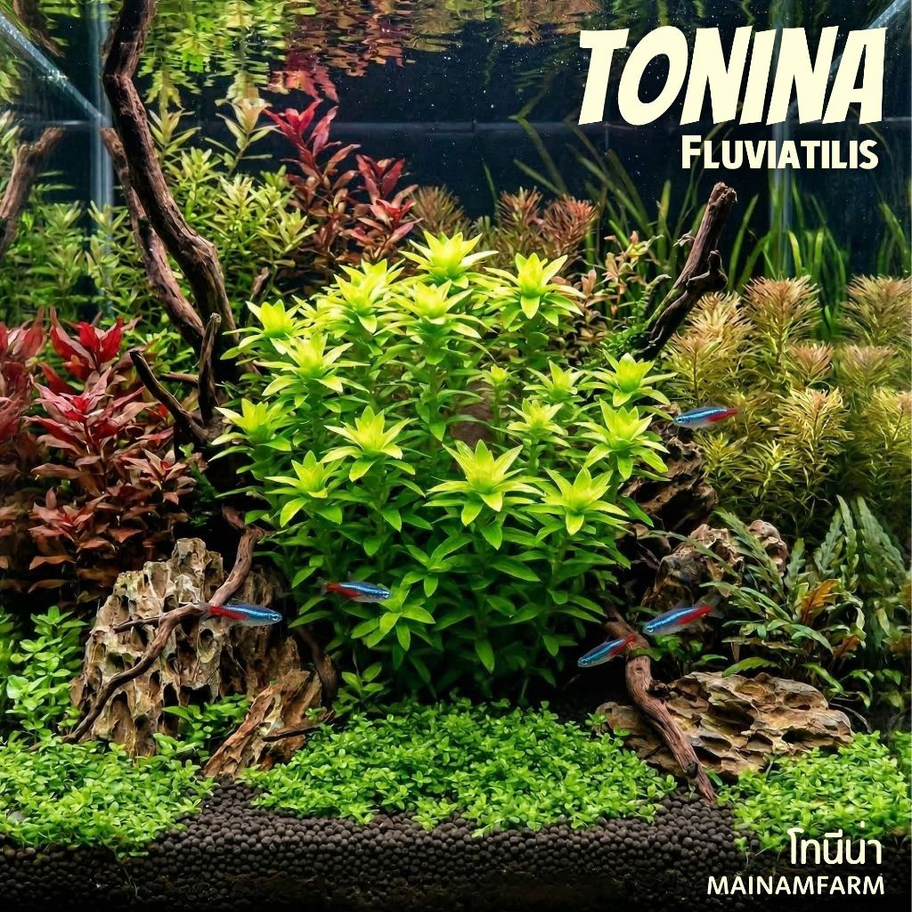 โทนีน่า - TONINA FLUVIATILIS ต้นไม้น้ำ