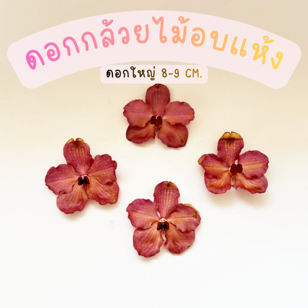 Prosco | ดอกกล้วยไม้อบแห้ง สีธรรมชาติ ขนาดจิ๋ว 2-3 cm. สำหรับงานเรซิ่น จิวเวอรี่ แหวน ต่างหู ตกแต่ง