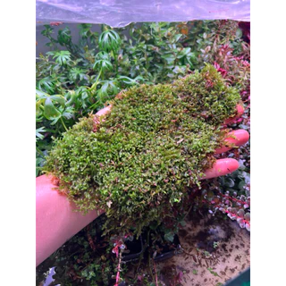 whipping moss วิปปิ้งมอสไทย สำหรับทำ เทอราเรี่ยม พาลูดาเลี่ยม เลี้ยงในน้ำมอสน้ำ ประดับตู้ปลา ตู้กุ้ง ขนาดใหญ่แน่นๆ