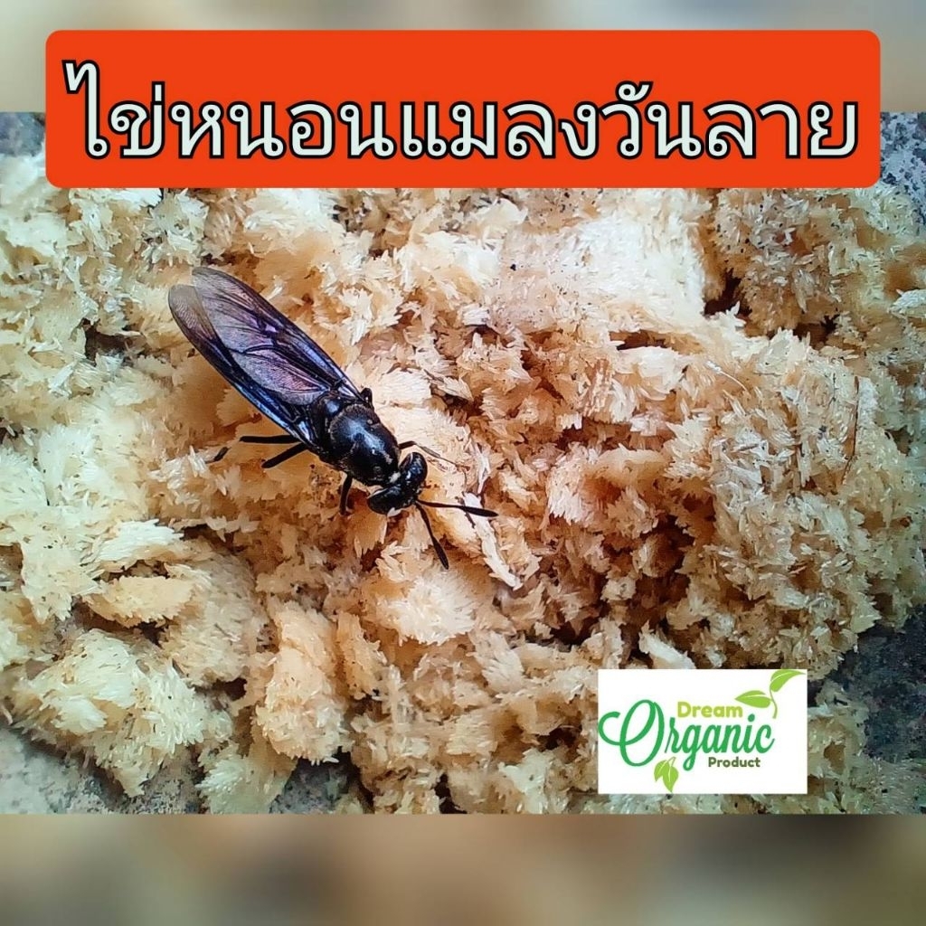 ส่งฟรี ไข่ ไข่หนอนแมลงวันลาย ไข่หนอนแม่โจ้ ไข่หนอนโปรตีน ไข่หนอนBSF ไข่หนอนกำจัดขยะอินทรีย์