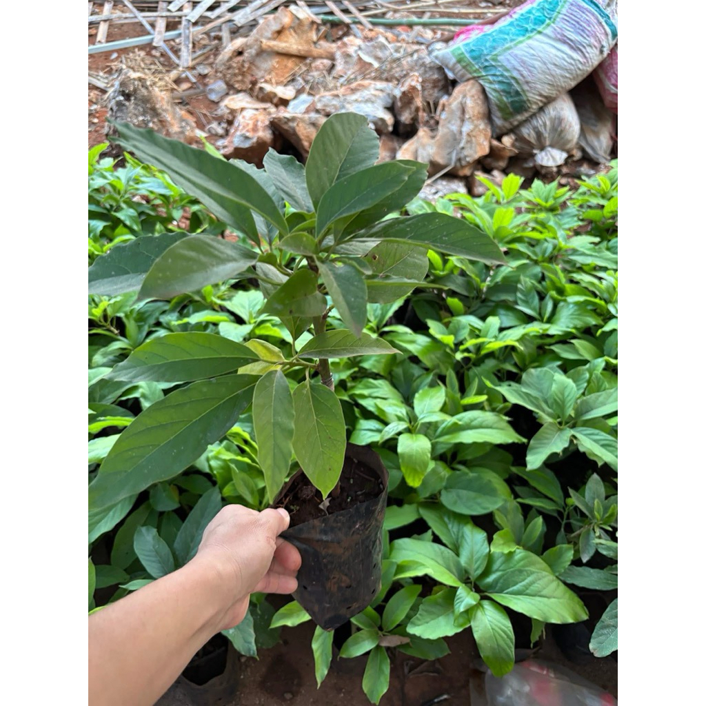 #fifashope #ต้นอะโวคาโด้034 ต้นเสียบยอดแล้ววพร้อมลงดิน