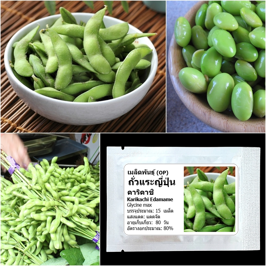 เมล็ดพันธุ์ ถั่วแระญี่ปุ่น คาริคาชิ Karikachi Edamame Seed บรรจุ 15 เมล็ด คุณภาพดี ของแท้ 100%